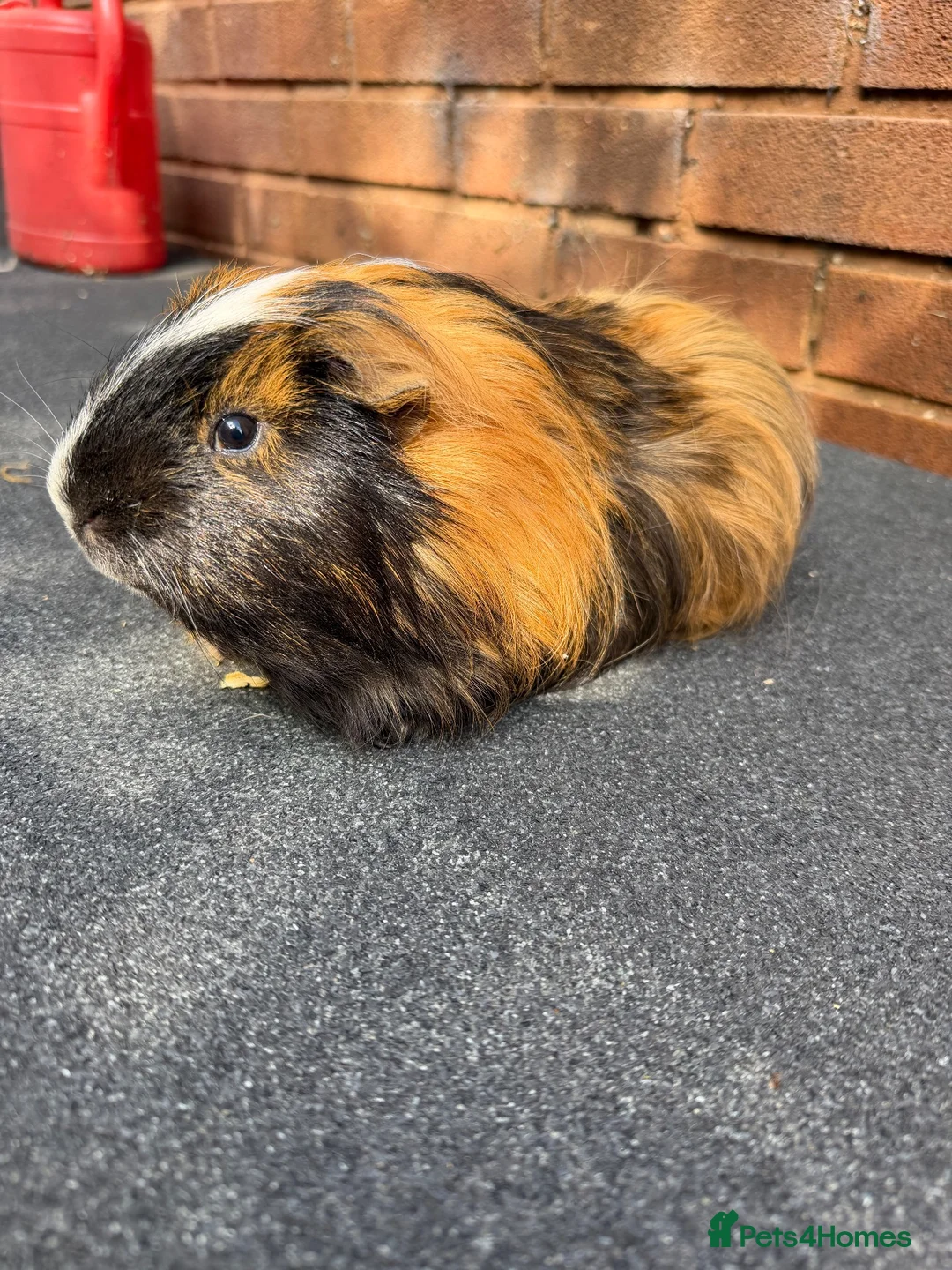 Guinea Pig rodents for sale: Guinea pigs looking for New Homes  - Advert 13