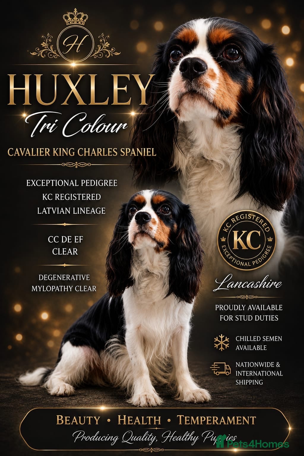 Cavalier King Charles Spaniel dogs KC registered Tri stud duties only - Advert 3