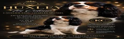 Cavalier King Charles Spaniel dogs for stud: KC registered Tri stud duties only - Advert 1