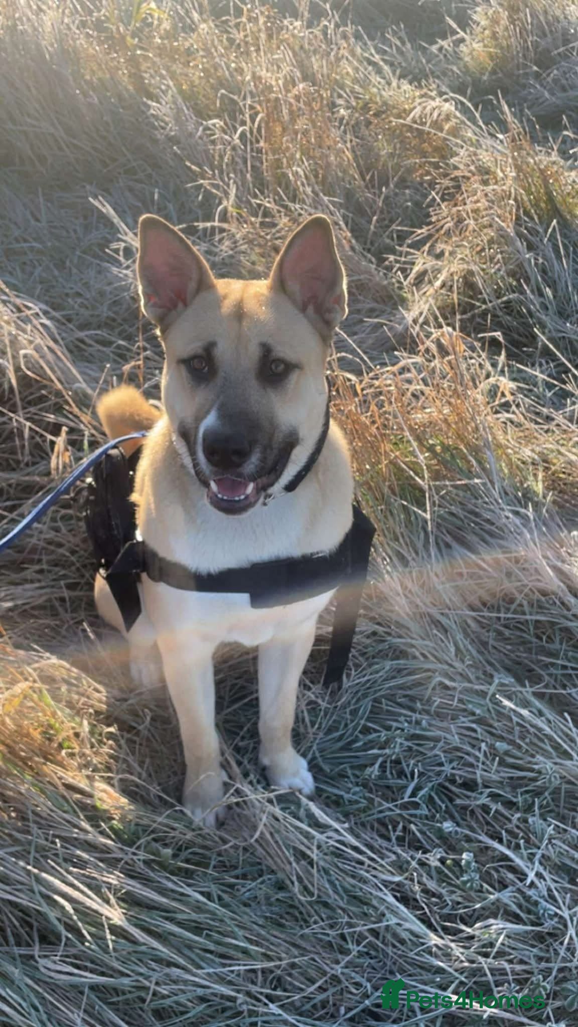 Mixed Breed dogs Male mixed breed  - Advert 2