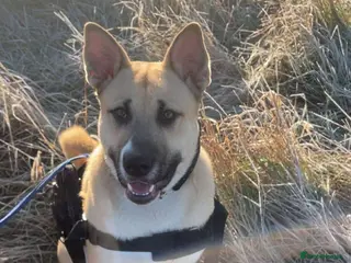 Mixed Breed dogs Male mixed breed - Advert 18