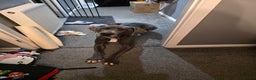 Great Dane dogs for sale: Great Dane in need of loving new home - Advert 1