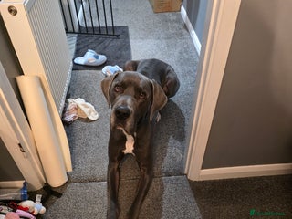 Great Dane dogs Great Dane in need of loving new home - Advert 6