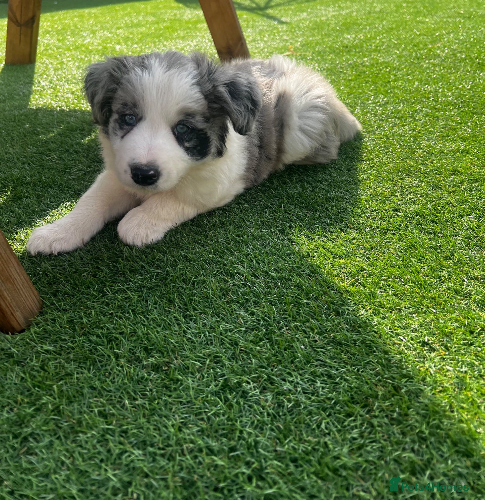 Border Collie dogs Beautiful border collie puppies  - Advert 12