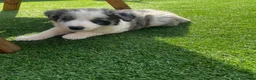 Border Collie dogs for sale: Beautiful border collie puppies  - Advert 2