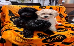 Cockapoo dogs for sale: 3 fluffy miniature cockpoo puppy’s  - Image 8