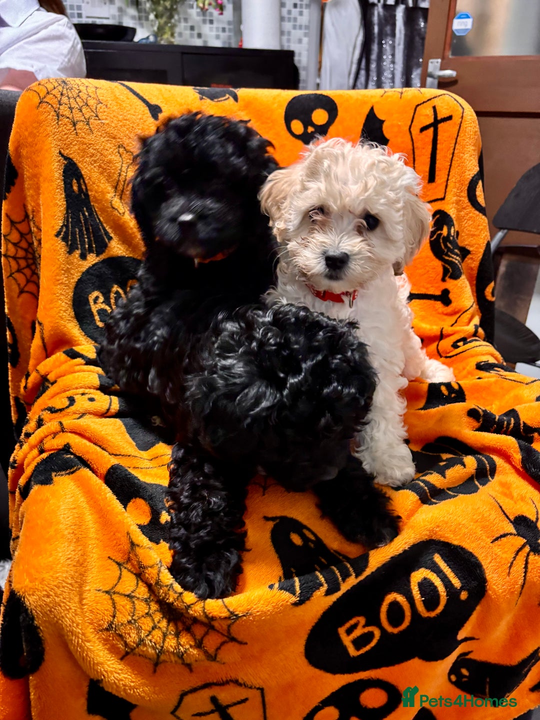 Cockapoo dogs for sale: 3 fluffy miniature cockpoo puppy’s  - Image 8