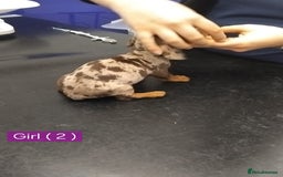 Miniature Dachshund dogs for sale: KC, PRA, STUNNING LITTER MIN,DASH😍 - Image 12