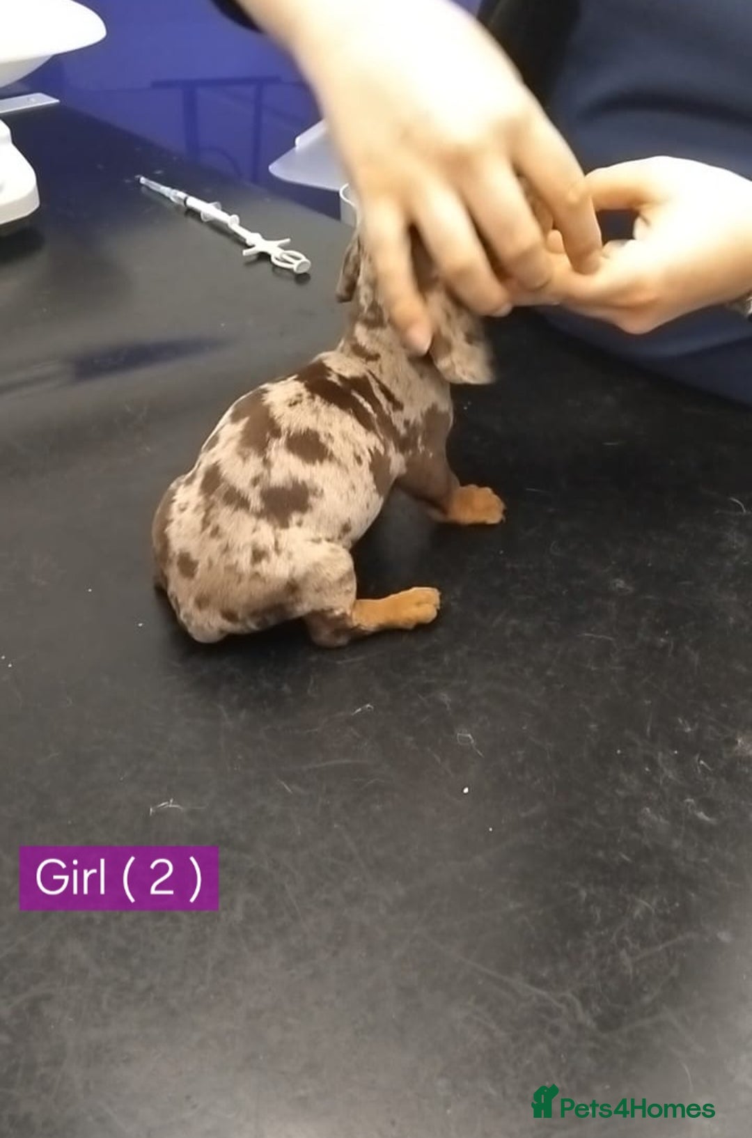 Miniature Dachshund dogs for sale: KC, PRA, STUNNING LITTER MIN,DASH😍 - Image 12