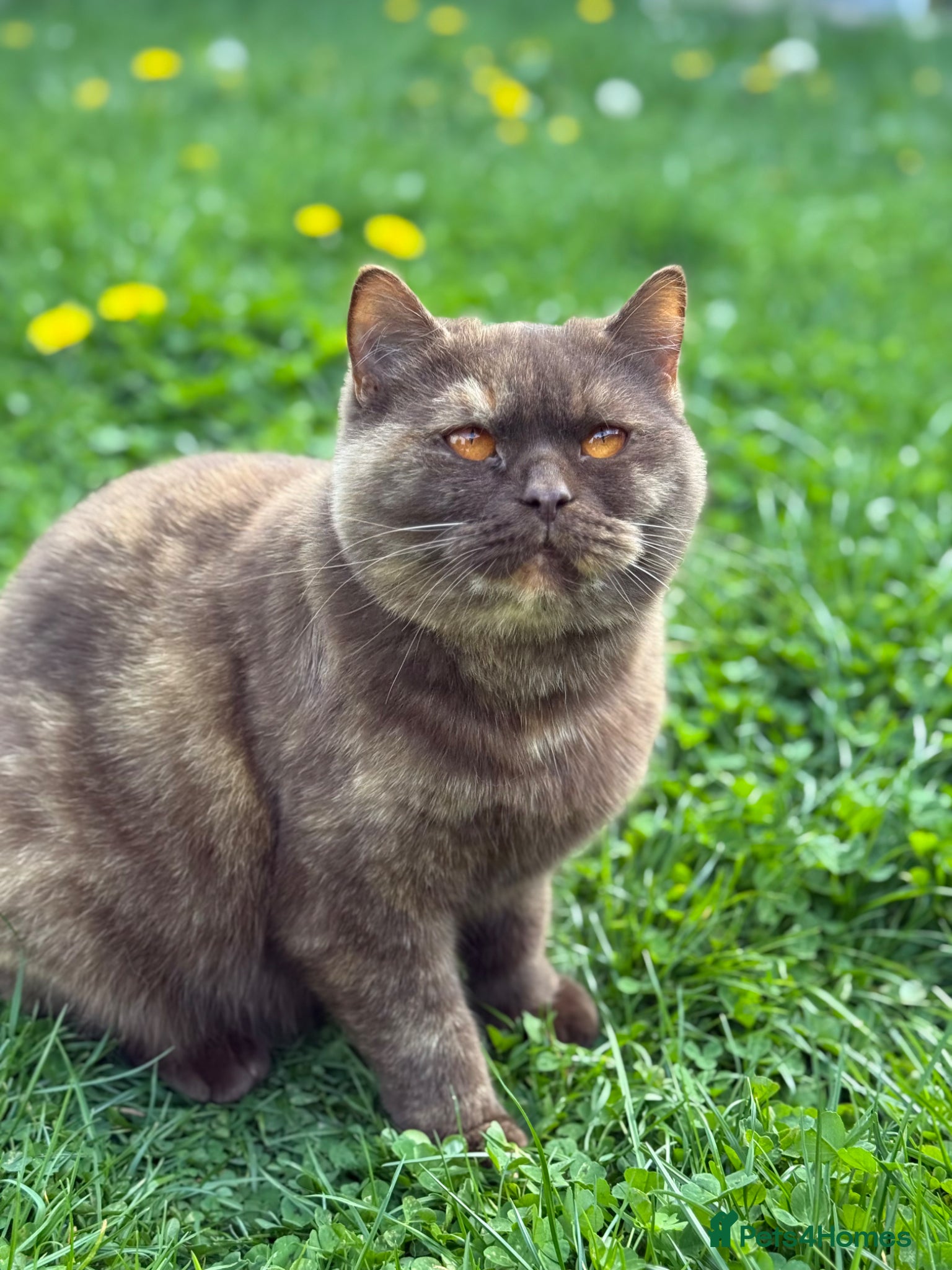 British Shorthair cats BSH Chocolate Tortie girl - Advert 1