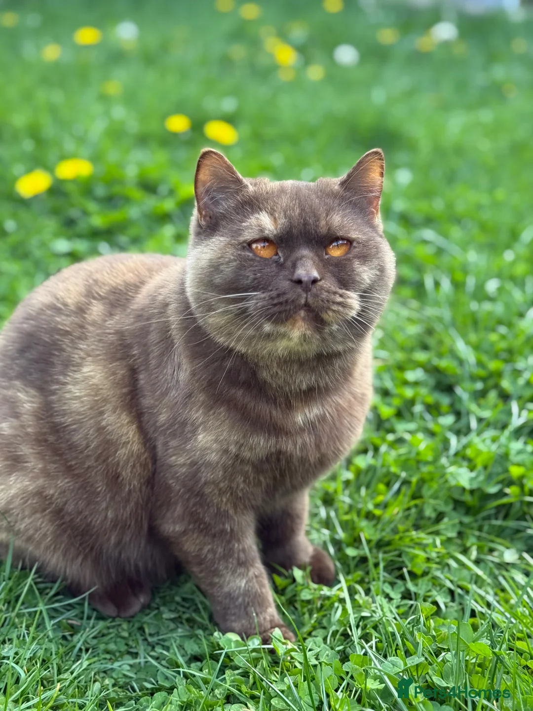 British Shorthair cats for sale: BSH Chocolate Tortie girl - Advert 1