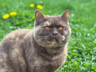 British Shorthair cats for sale: BSH Chocolate Tortie girl - Advert 1