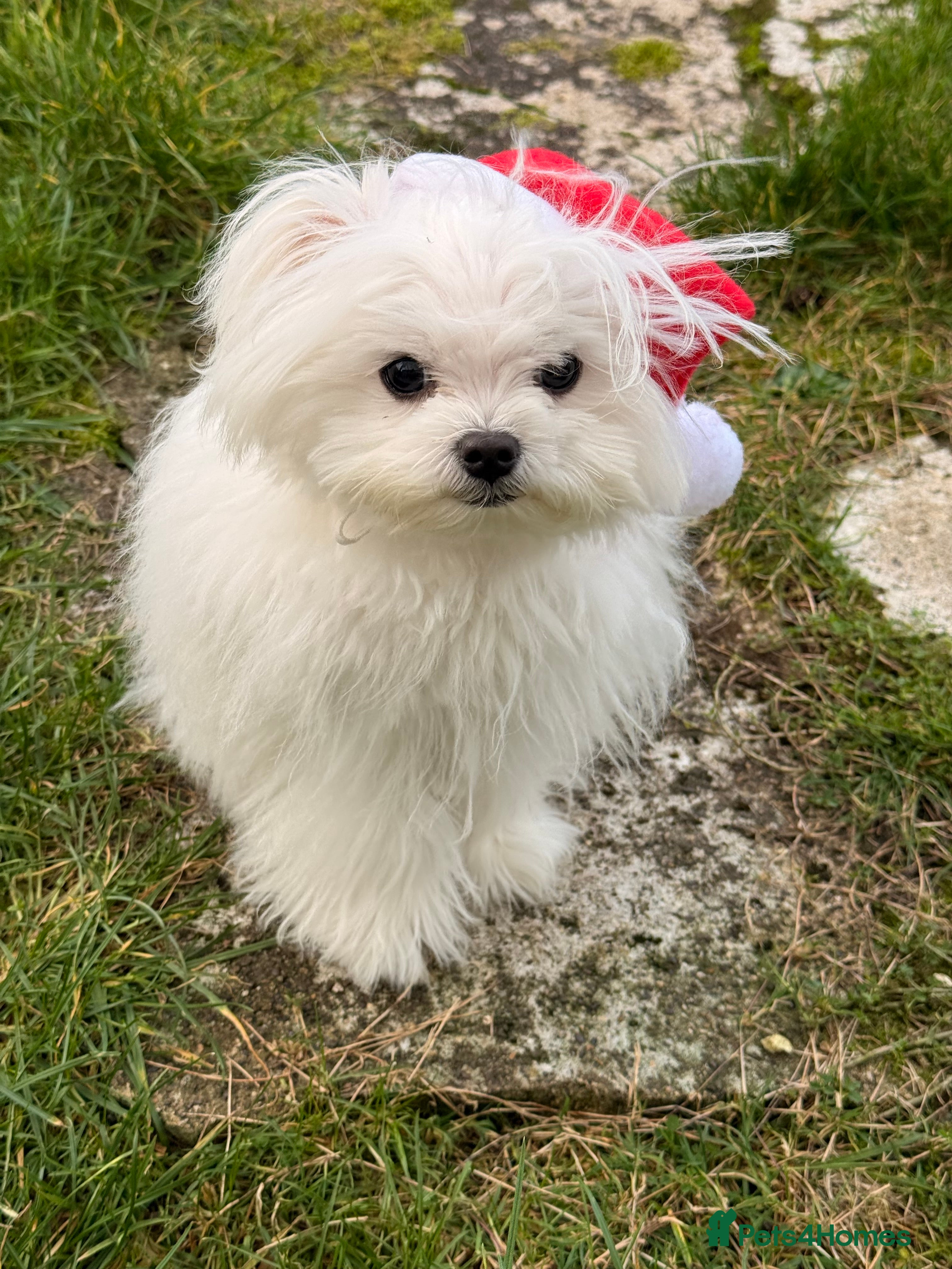 Maltese dogs Lovely Maltese boy  - Advert 1