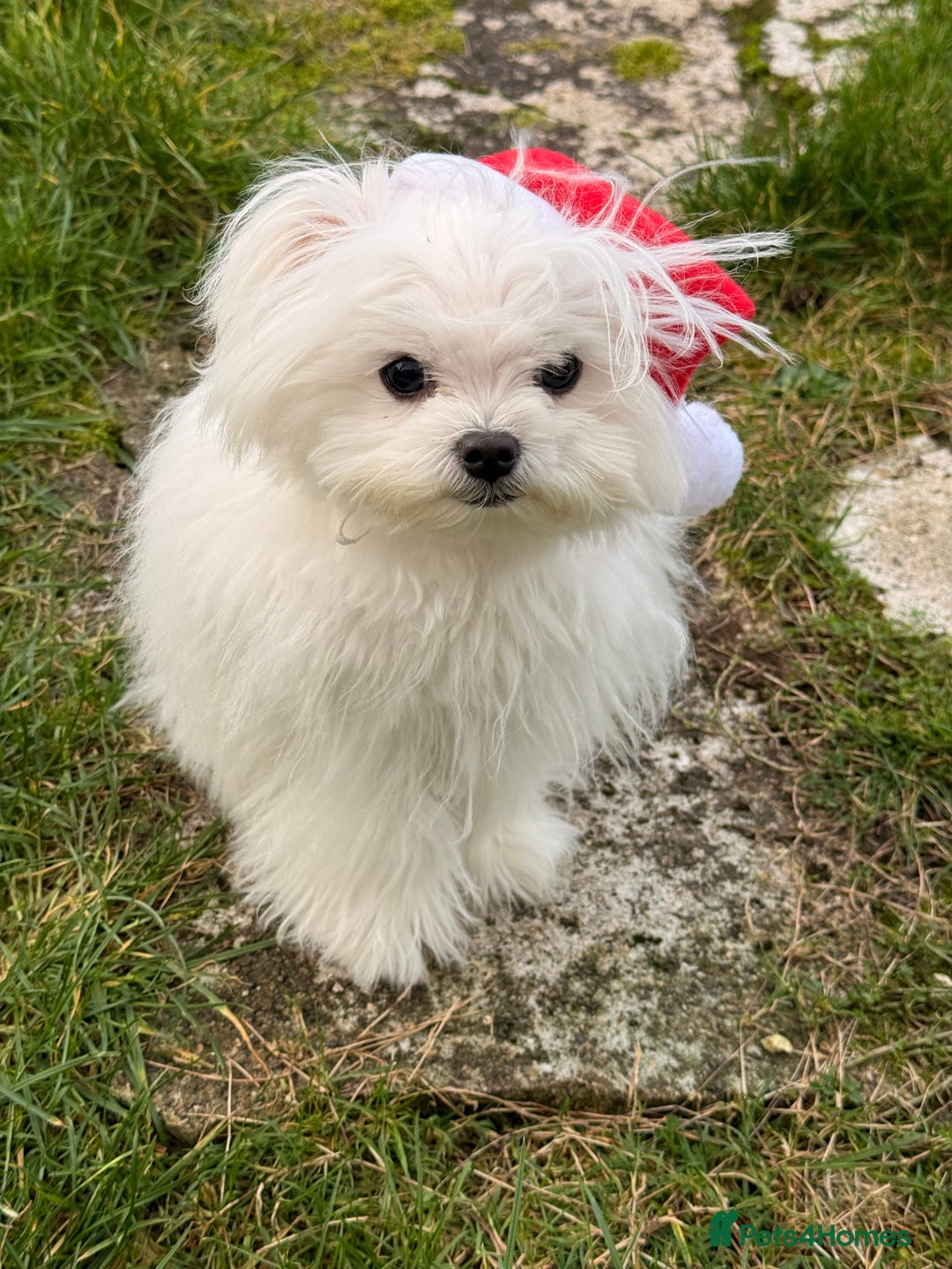 Maltese dogs for sale: Lovely Maltese boy  - Advert 1