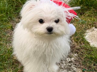 Maltese dogs Lovely Maltese boy - Advert 1