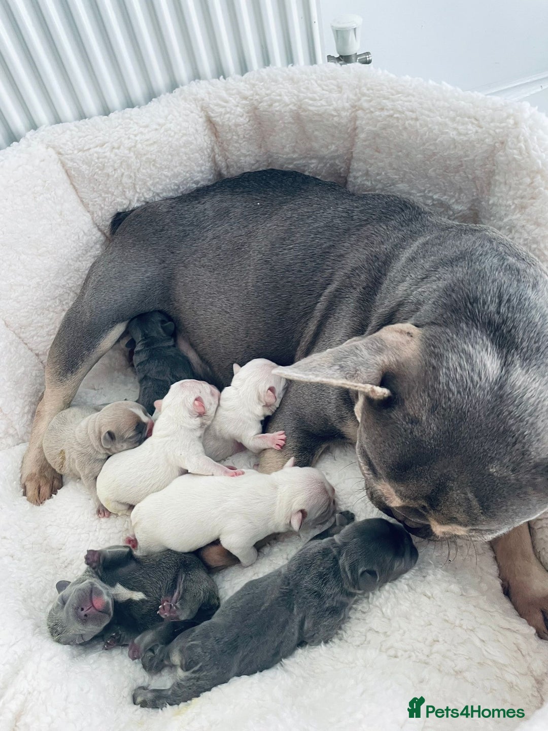 French Bulldog dogs for stud: 🌟🔥LILAC PLATINUM KC REG FRENCH BULLDOG STUD🔥🌟 in Uxbridge - Advert 36