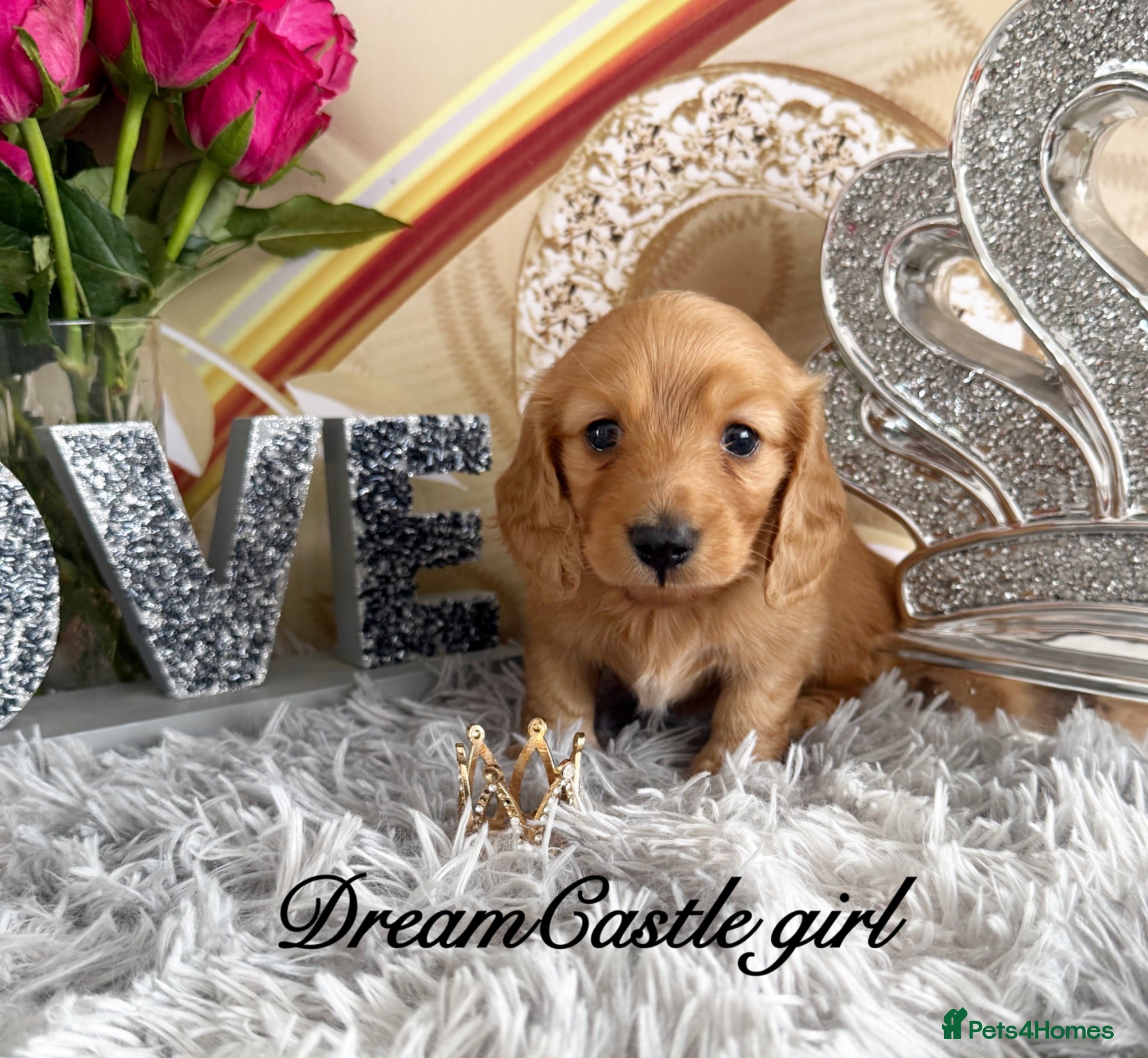 Miniature Dachshund dogs Ready to leave Kc long coat cream puppies  - Advert 1