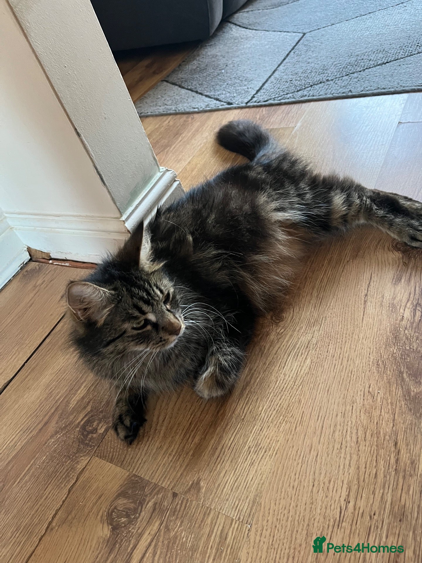Norwegian Forest Cat cats Norwegian & American Bobtail Healthy Kittens 🐱 ✨✨ - Advert 1