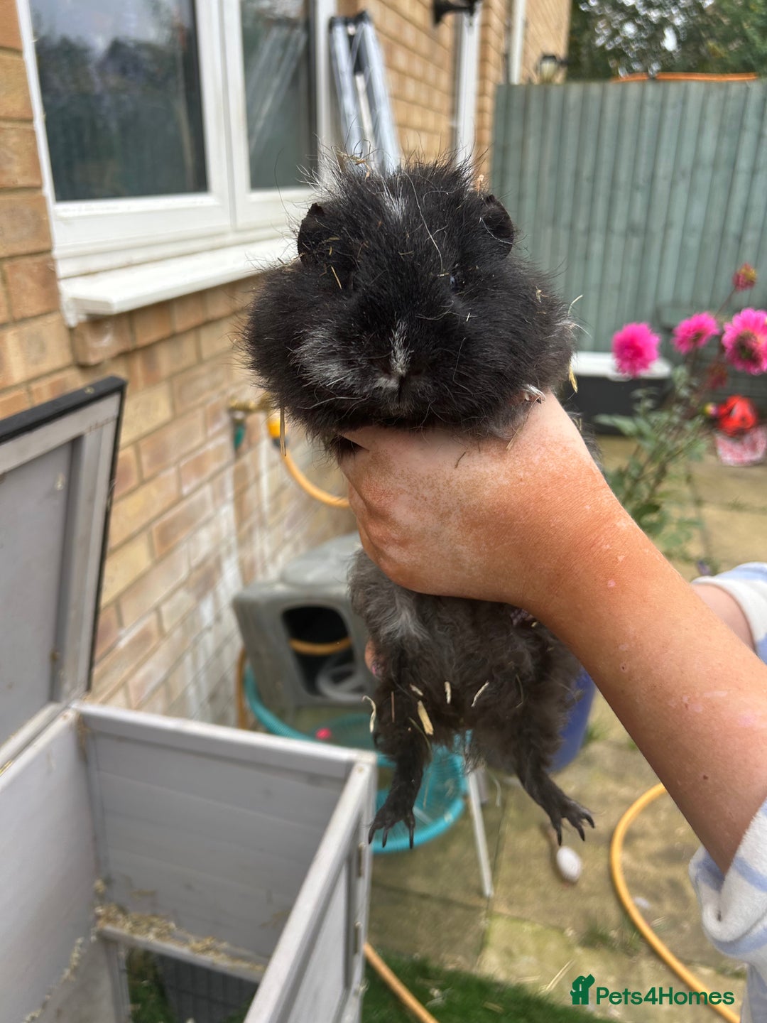 Guinea Pig rodents for sale: 2 bonded Male Guinea Pigs - Image 2