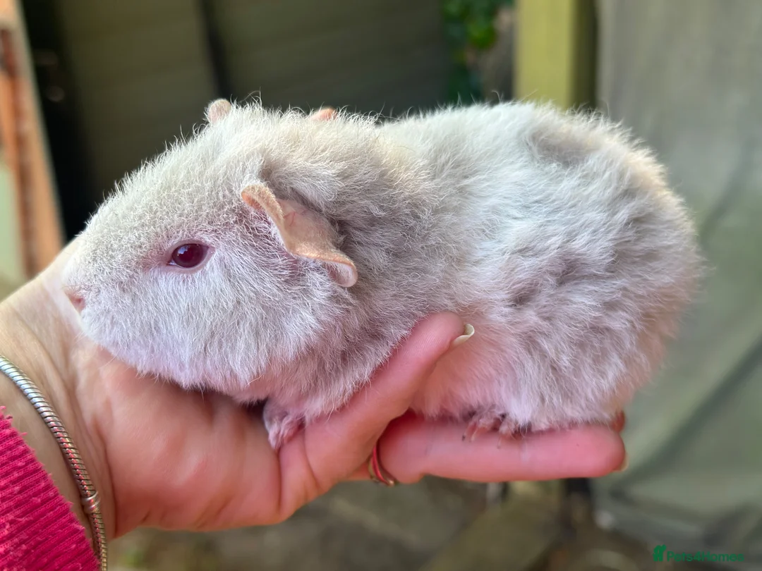 Guinea Pig rodents for sale: Lovely boys - Advert 2