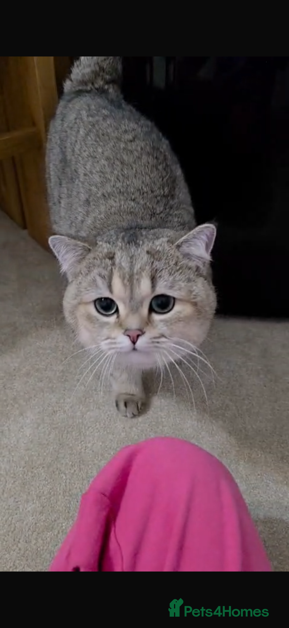 British Shorthair cats Golden tipped British shorthair  - Advert 2