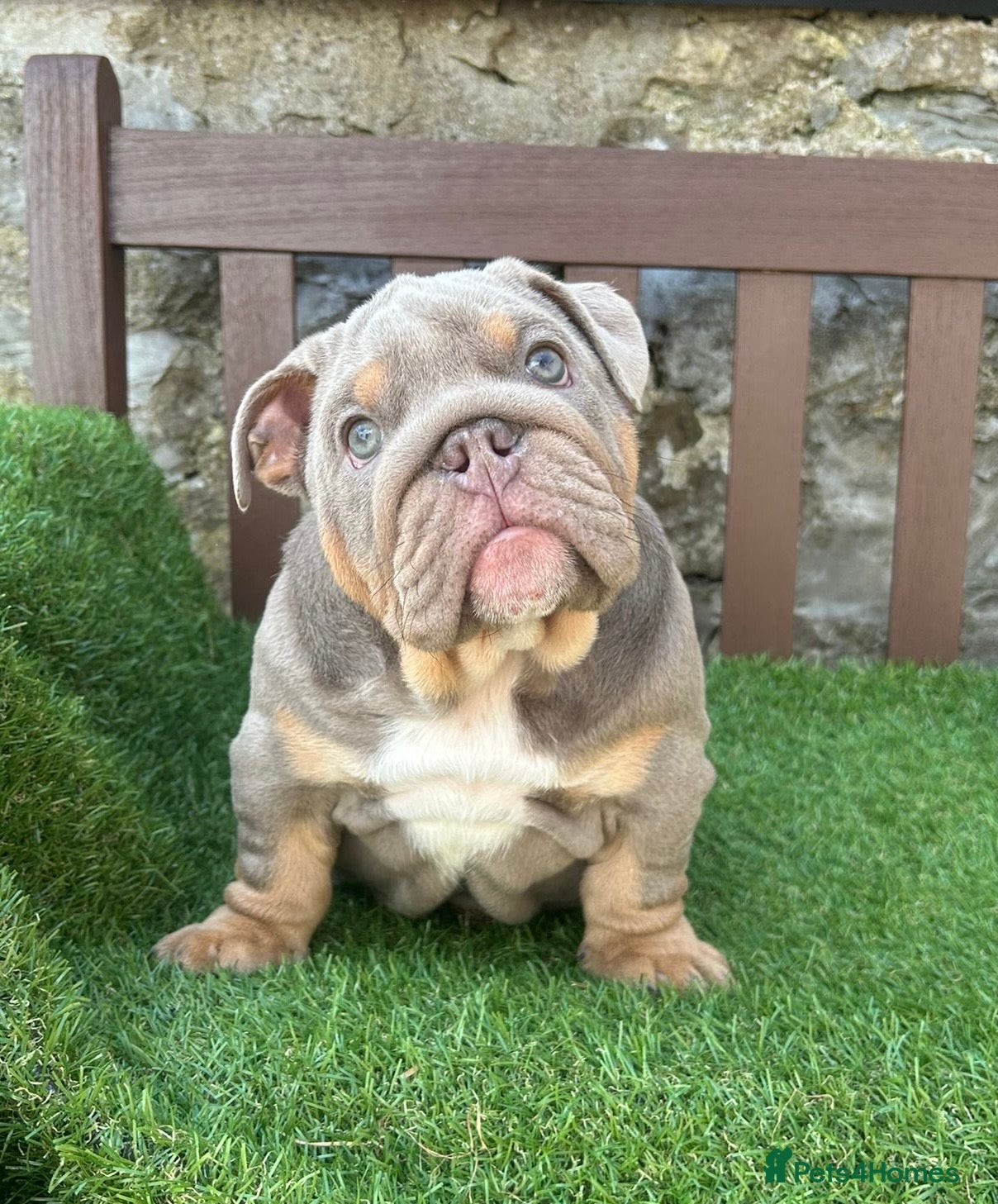 English Bulldog dogs KC Registered English bulldog puppies ready  💙❤️ - Advert 13