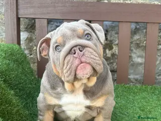 English Bulldog dogs KC Registered English bulldog puppies ready 💙❤️ - Advert 3