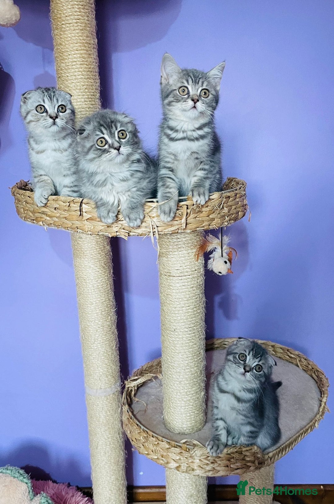 Scottish Fold cats for sale: Beautiful litter looking for new homes ❤️❤️ - Advert 1