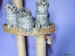 Scottish Fold cats Beautiful litter looking for new homes ❤️❤️ - Advert 16