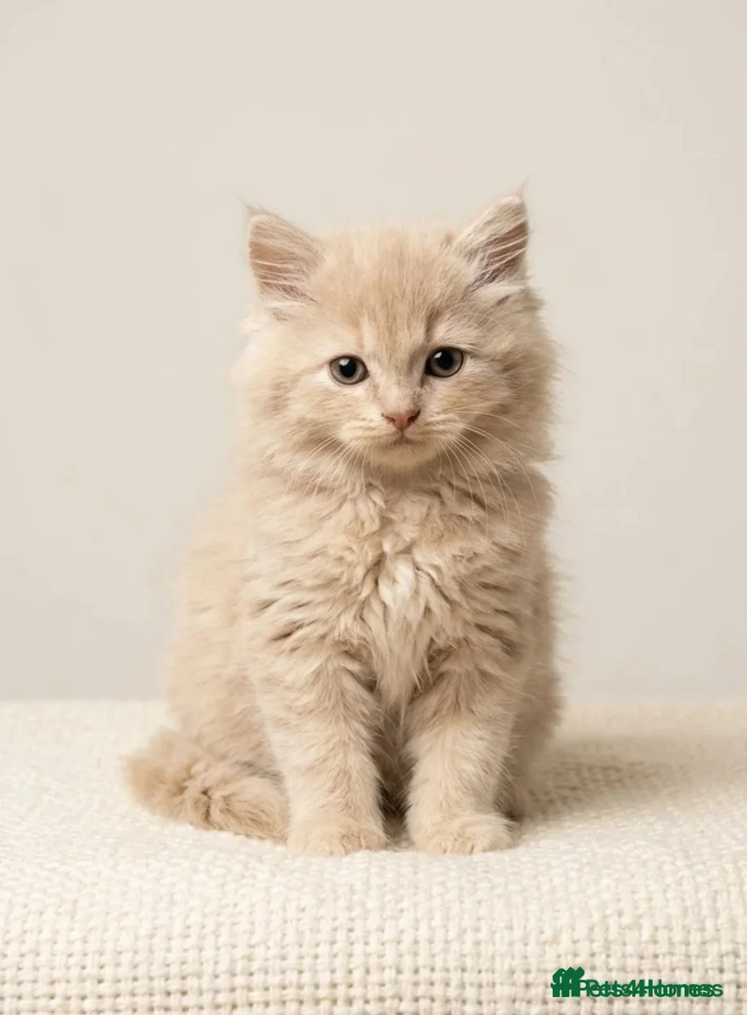 Mixed Breed cats for sale: 3 kittens  in Manchester - Advert 4