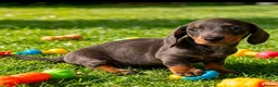 Miniature Dachshund dogs for sale: 🐾 Gorgeous Miniature Dachshund Puppies 🐾 - Advert 7