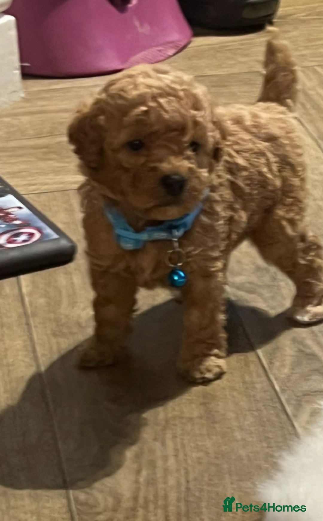 Cavapoo dogs for sale: Double curly coat cavapoo pups - Advert 19