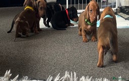 Dachshund dogs for sale: Beautiful dachshund puppies  - Image 36