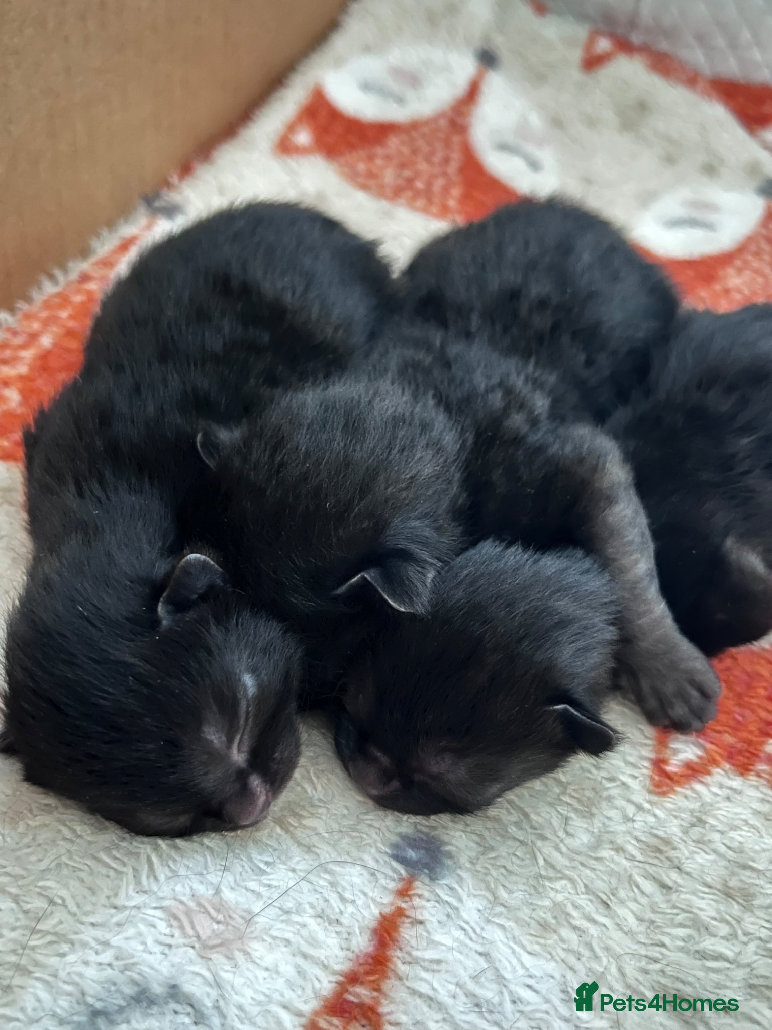 Domestic Shorthair cats 3 black kittens for sale  - Advert 14