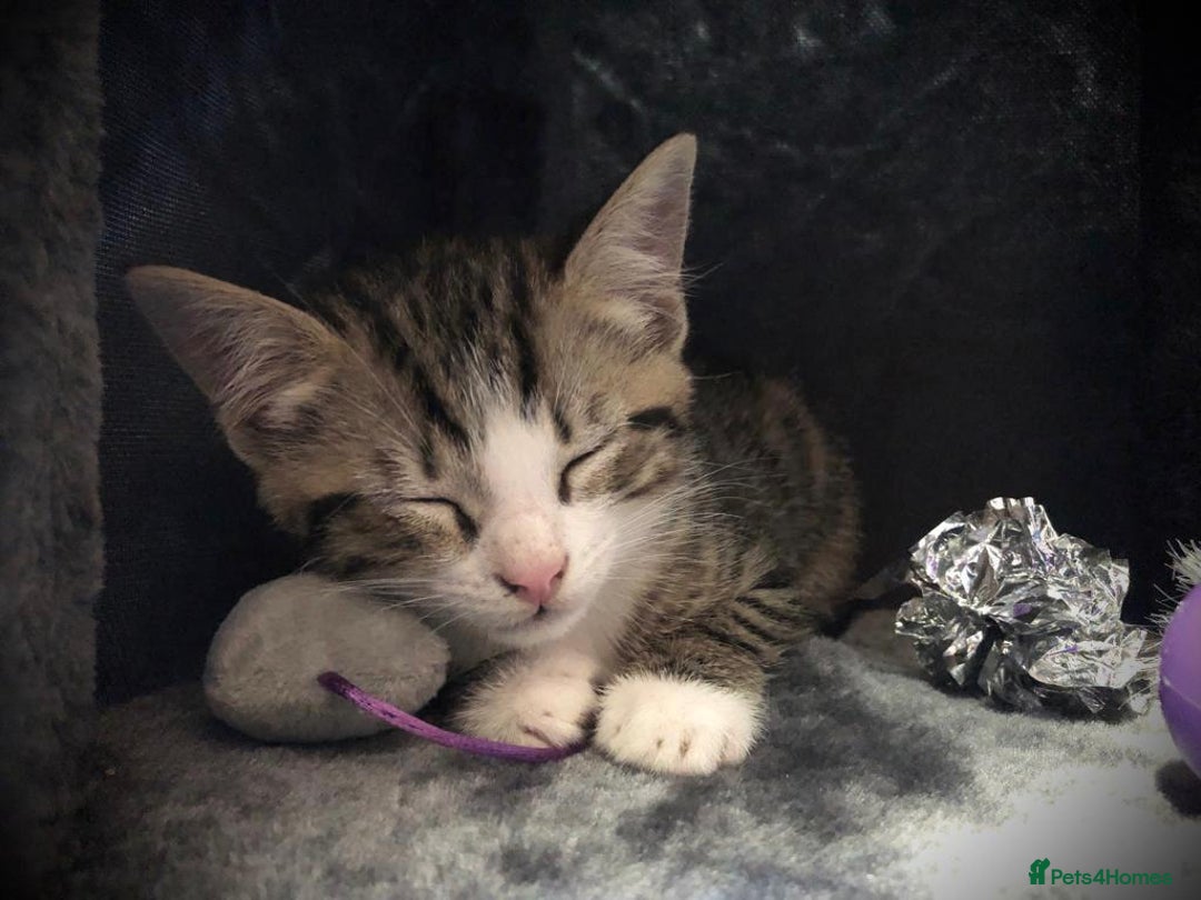 British Shorthair cats for sale: Black and white kitten and tabby - Image 7