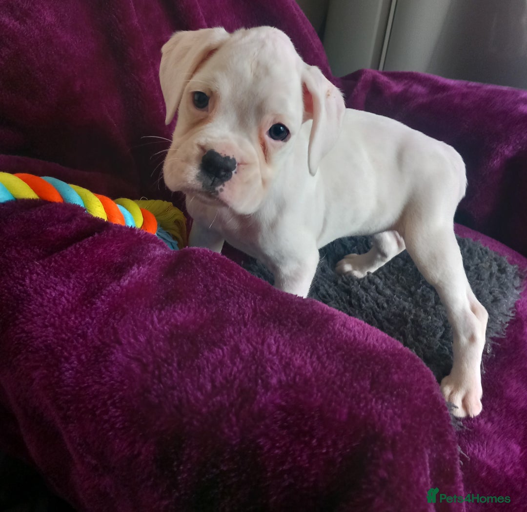 Boxer dogs for sale: KC Registered and ONLY 4 Left! See my 5* reviews - Image 9