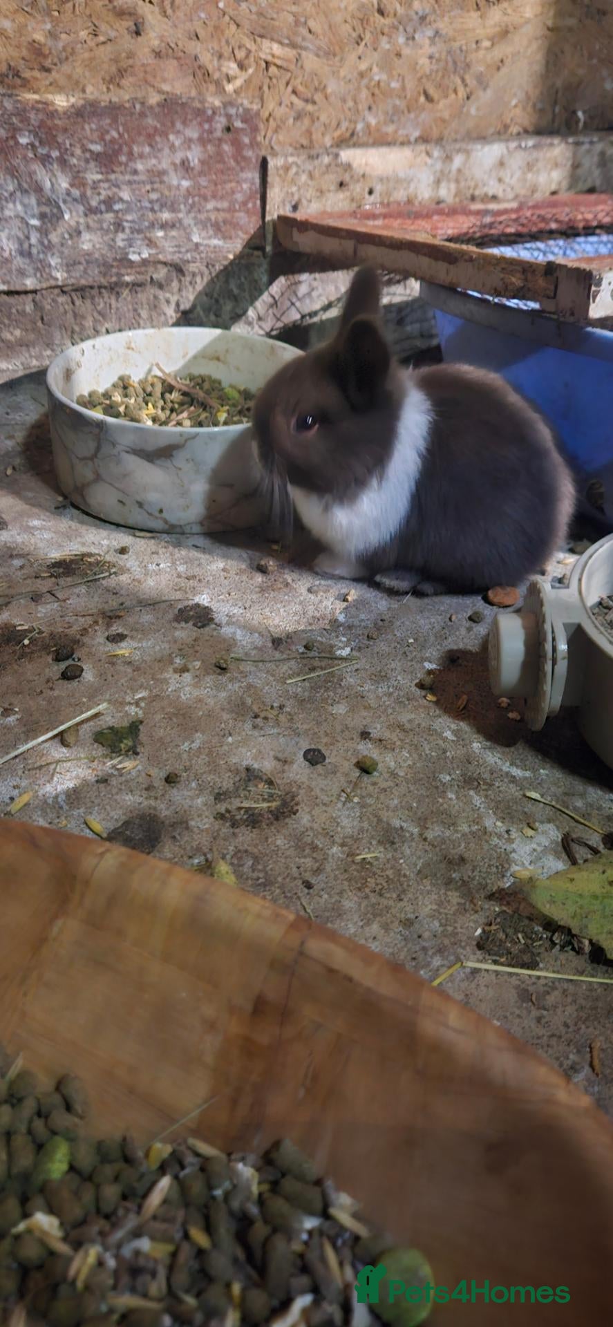 Mixed Breed rabbits for sale: They are mix rex and Dutch.🥰 - Advert 1