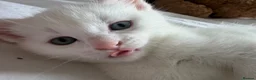 RagaMuffin cats for sale: Raggamuffin x kitten  - Advert 9