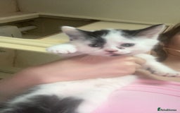 Mixed Breed cats for sale: Kittens for sale - Image 4