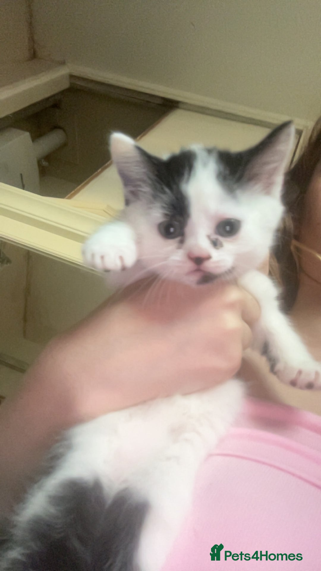 Mixed Breed cats for sale: Kittens for sale - Image 4