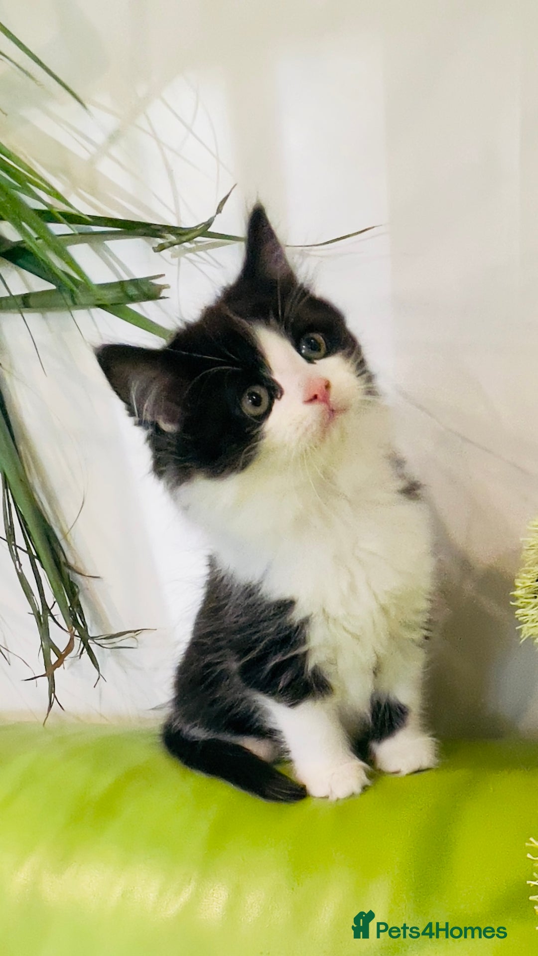 Mixed Breed cats for sale: Wonderful ,healthy clever village Kittens for sale - Advert 5