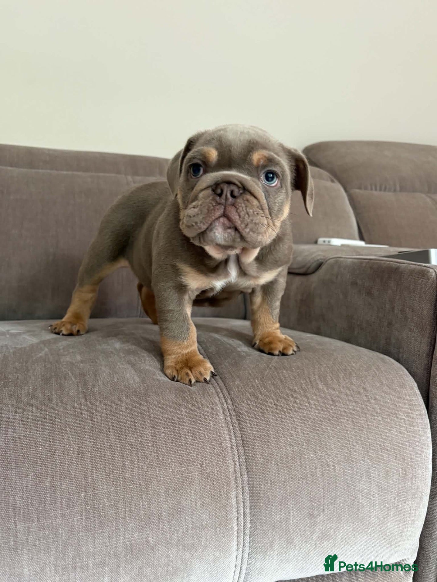 English Bulldog dogs Lilac Tan Male English Bulldog - Advert 13