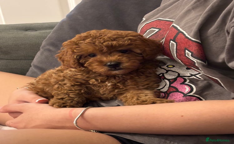 Toy Poodle dogs in Doncaster - Advert 14