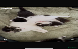 Domestic Shorthair cats for sale: 3 kittens up for sale - Image 4
