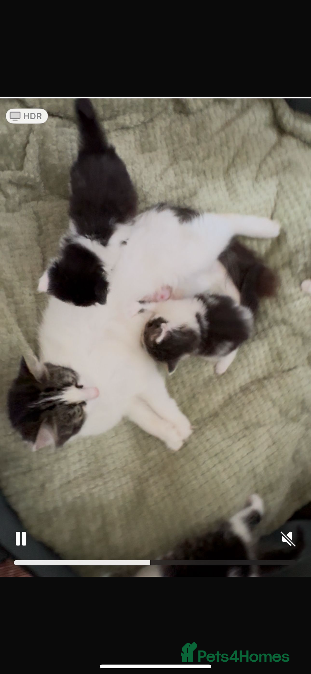 Domestic Shorthair cats for sale: 3 kittens up for sale - Image 4
