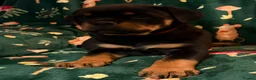 Rottweiler dogs for sale: Beautiful Rottweiler Puppies Available  - Advert 25
