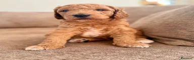 Standard Poodle Puppy 1