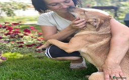 Mixed Breed dogs for adoption: 💖🐶 BAMBY 🐶💖 - Image 5