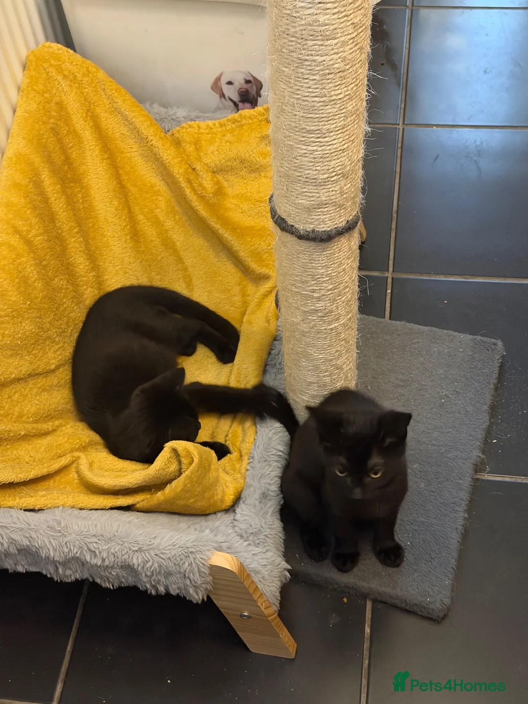 Mixed Breed cats for sale: Two rescued sisters  - Advert 2
