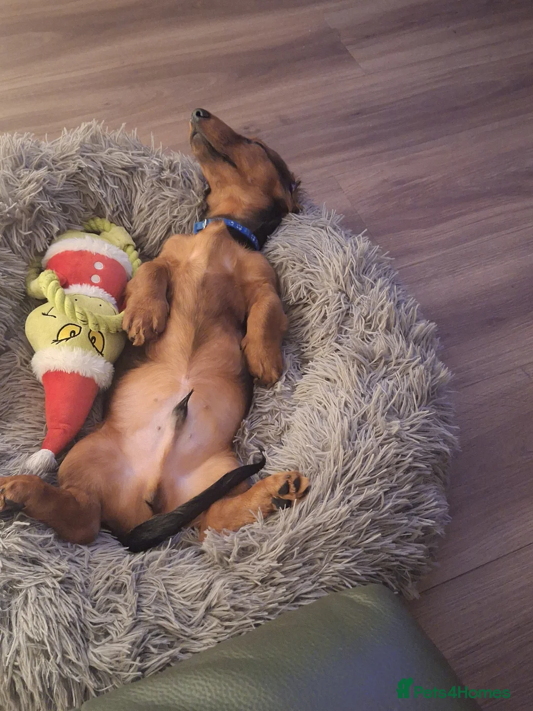 Miniature Dachshund dogs for sale: 6 month miniature long hair dachshund - Advert 13